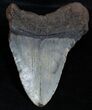 Bargain / Inch Megalodon Tooth #2338-2